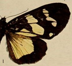 Pl.13-01-Chrysotypus medjensis (Holland, 1920).JPG