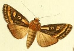 Pl.6-fig.12-Amphia hepialoides Guenee, 1852.JPG