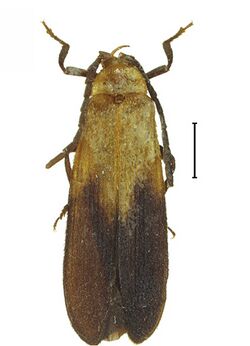 Platerodrilus wittmeri adult male 30553-17.jpg