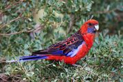 A red parrot with a violet chin with white speckles, navy blue wings with red-tipped feathers, blue-tipped wings, and a blue tail