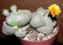 Pleiospilos nelii form.jpg