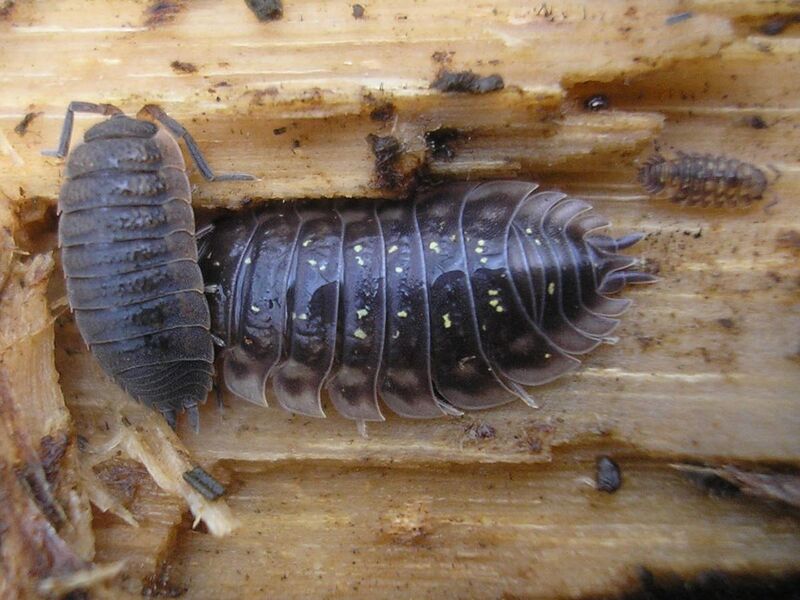 File:Porcellio scaber and Oniscus asellus - Zalné20070205.jpg