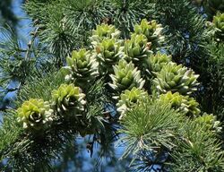 Pseudolarix amabilis female cones.jpg