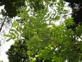 Pterocarya tonkinensis - Kunming Botanical Garden - DSC02931.JPG