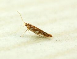 Pyroderces argyrogrammos (20661294346).jpg