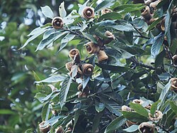 Quercus Macrocalyx.jpg