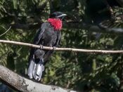 Querula purpurata - Purple-throated Fruitcrow (male); Parauapebas, Pará, Brazil.jpg