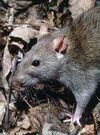 Rattus norvegicus 1.jpg