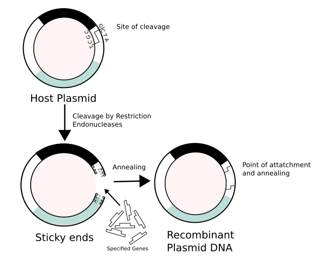 File:Recombinant formation of plasmids.svg