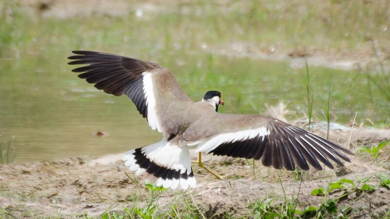 File:Red-wattled lapwing-wings-spread-tail-hyderabad-India.jpg