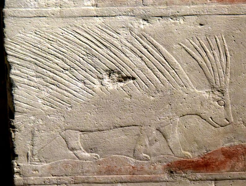 File:Relief of porcupine in an Egyptian desert, detail of a wall fragment from the grave of Penhenuka at Saqqara, Egypt, Old Kingdom, 5th Dynasty, c. 2500 BCE. Neues Museum.jpg