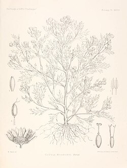 Drawing of Cotula moseleyi, also known as Nightingale brassbuttons