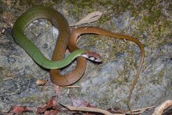 Rhabdophis nigrocinctus, Black-banded keelback - Khao Soi Dao Wildlife Sanctuary (40300840843).jpg