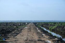 A view of deforested land