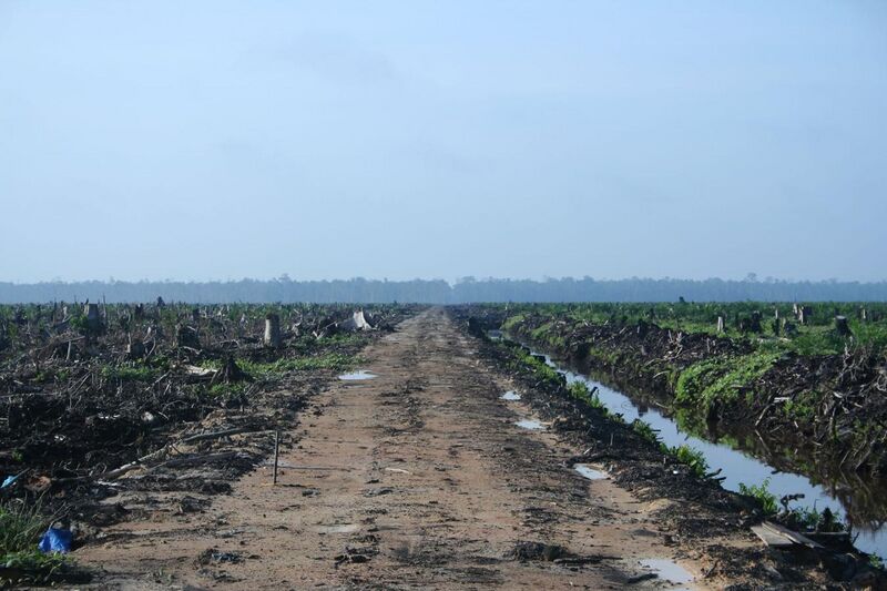 File:Riau palm oil 2007.jpg