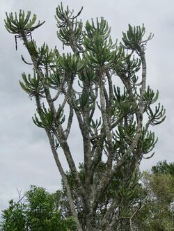 River Naboom (Euphorbia triangularis) (52844639244).jpg