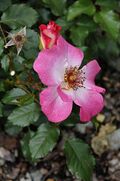 Rose Dolomiti Rosarium Uhrerhof Dëur.JPG