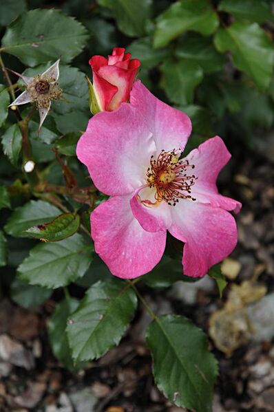 File:Rose Dolomiti Rosarium Uhrerhof Dëur.JPG