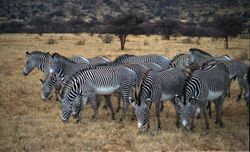 A herd of Grévy's zebras in Samburu National Reserve