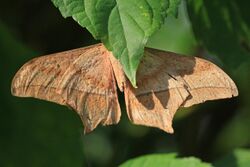 Saturnid moth (Imbrasia epimethea) underside.jpg