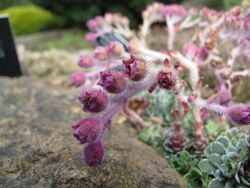 Saxifraga federici-augusti (2502577397).jpg