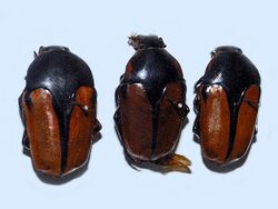 Scarabaeidae - Lomaptera wahnesi.JPG