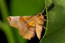 Selenia lunularia.jpg