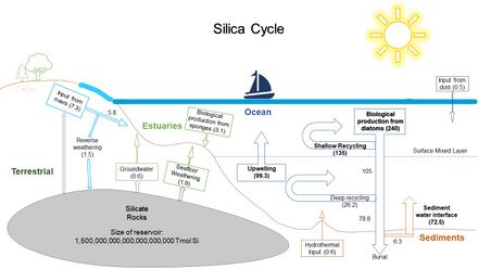 marine and terrestrial silica cycle