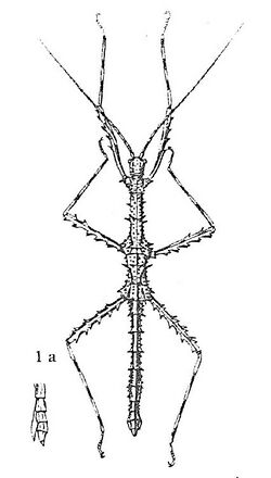 Stenobrimus bolivari Redt. 1906.jpg