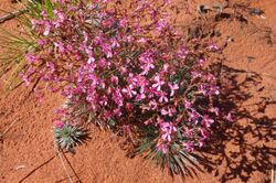 Stylidium humphreysii.jpg