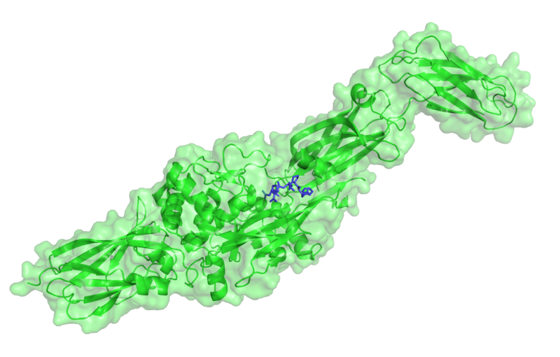 File:TG2 bound to gluten peptide mimic.png