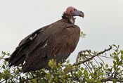 Torgos tracheliotos -Masai Mara National Reserve, Kenya-8.jpg