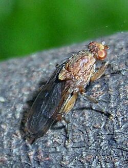 Truffe Suillia fuscicornis 02a.jpg