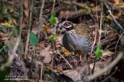 White-cheeked partridge (Arborophila atrogularis).jpg