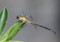 Yellow-sided Clubtail from iNaturalist photo 212850471.jpg