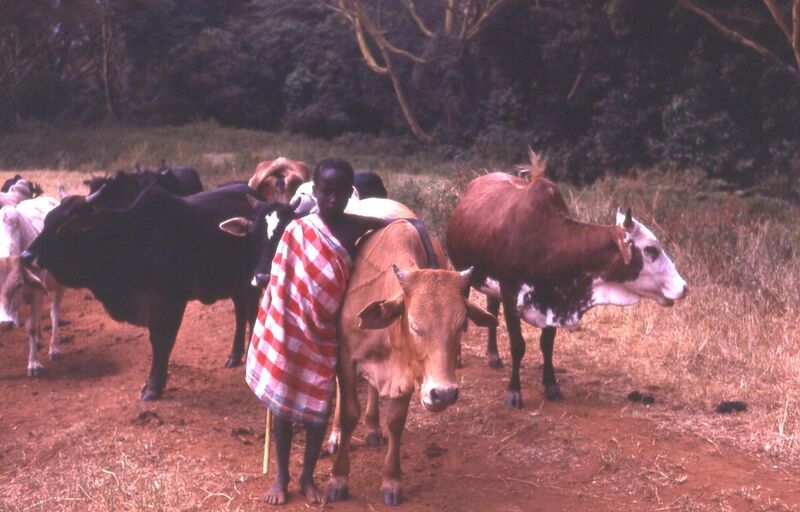 File:Young Maasai herder Kenya, 1979.jpg