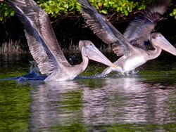 Young brown pelicans fishing.jpg