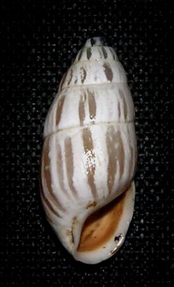 Zebrina fasciolata 001.jpg