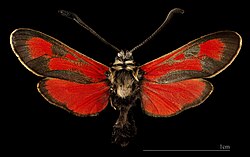 (MHNT) Zygaena punctum Bzenec Tchéquie - female dorsal.jpg