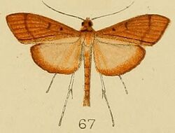 067-Dracaenura torridalis Kenrick, 1907.JPG