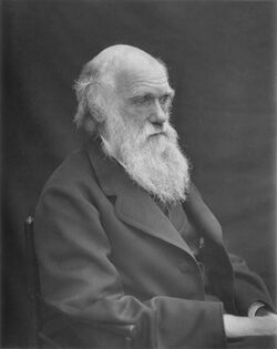 Head and shoulders portrait, increasingly bald with rather uneven bushy white eyebrows and beard, his wrinkled forehead suggesting a puzzled frown