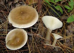 2010-10-08 Ampulloclitocybe clavipes cropped.jpg