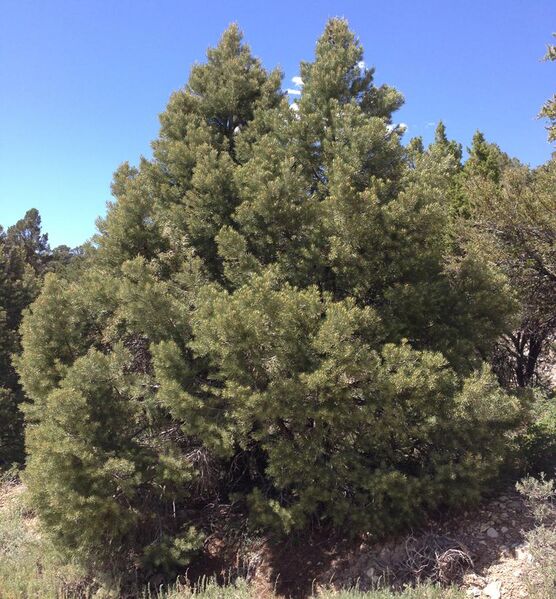 File:2013-06-27 14 53 26 Single-leaf Pinyon on Spruce Mountain, Nevada.jpg