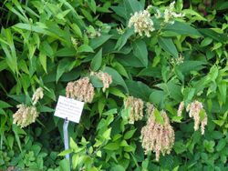 Aconogonon weyrichii - Botanischer Garten, Frankfurt am Main - DSC03264.jpg