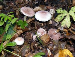 Agaricus dulcidulus 001.jpg