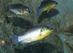 Alcolapia alcalica 2 - Berlin aquarium - 20071102.jpg