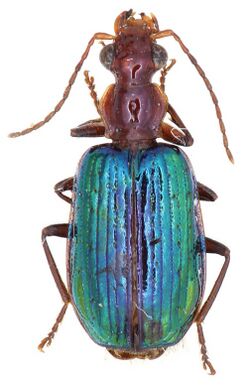 Allocota viridipennis - ZooKeys-284-001-g003-14.jpeg