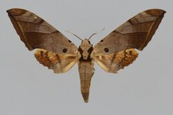 Ambulyx pseudoclavata BMNHE813736 female up.jpg