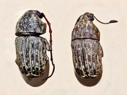 Anthribidae - Araecerus fasciculatus.JPG