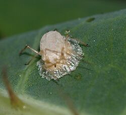 Aphid.with.Praon.3.jpg